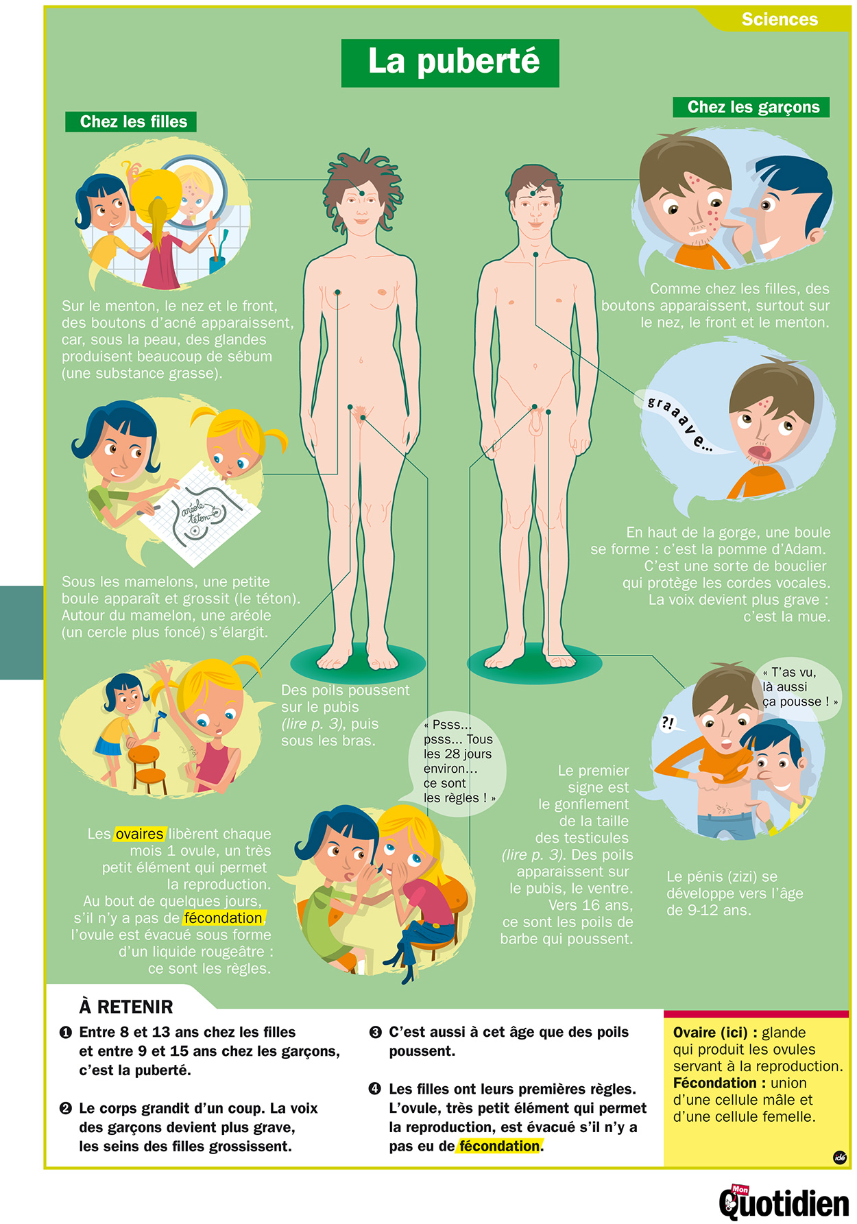 Infographie Mon Quotidien : La puberté
