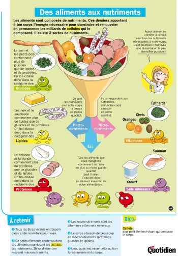 Des aliments aux nutriments