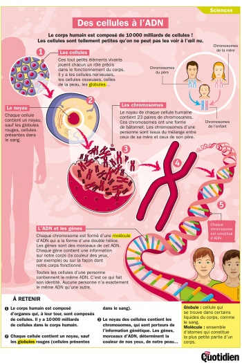 Des cellules à l’ADN