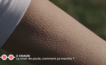 D'où vient la chair de poule ?