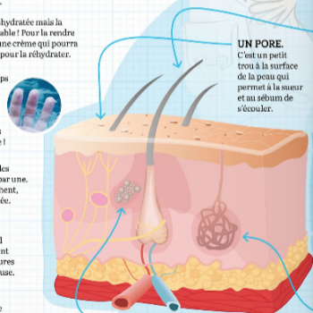 A la découverte de la peau